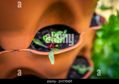 Nahaufstellungsmakro von jungem Perpetual Spinat schweizer Mangold Pflanze wächst in orangefarbenen Gartenbehälter Tasche mit Erde im Frühjahr oder Sommer Stockfoto