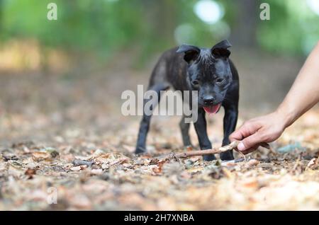 Walking staffordshire Bullterrier Hund mit Stock, Porträt-Foto Stockfoto