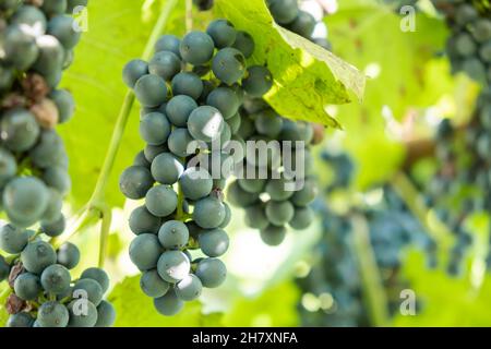 Trauben von schwarzen reifen Trauben reifen auf einem Zweig vor der Weinproduktion im Weinberg. Stockfoto