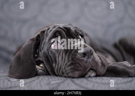 Schwarze weibliche neapolitanische Mastiff Welpen auf einem Sessel liegend, Porträt eines jungen großen Hundes Stockfoto