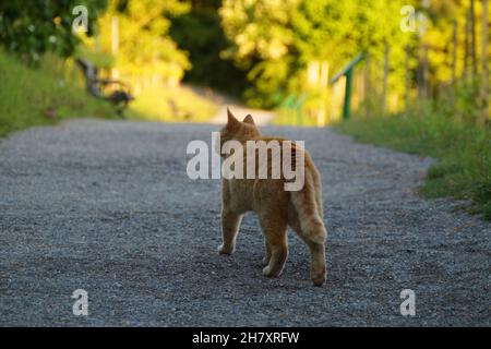 Eine orangefarbene Katze auf der Jagd an einem schönen warmen Abend im Mai auf der Insel Mainau in Deutschland Stockfoto