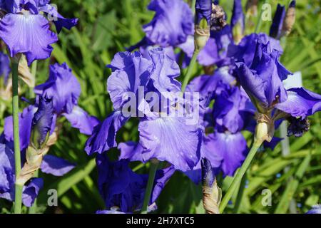 Wunderschöne Iris „Purple Serenade“ (Bartlilie) blüht Stockfoto