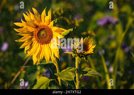 Eine dominante große und gelbe Sonnenblume vor einem Feld voller blühender Blumen in Süddeutschland Stockfoto