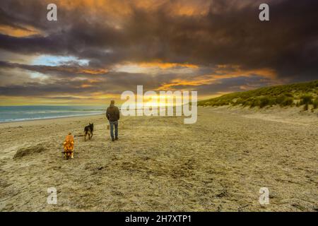 Mann geht von hinten mit zwei Hunden über den Sandstrand der Zeewse-Küste bei Burgh-Haamstede gegen den Backgroun zur untergehenden Sonne Stockfoto