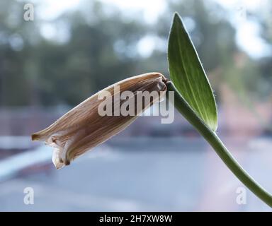 Weiße Seerose im Sonnenlicht aus nächster Nähe Stockfoto