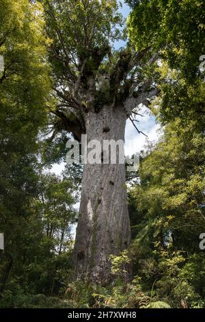 Gigantischer Kauri-Baum, der im Waipoua Forest, Northland, Neuseeland, wächst Stockfoto