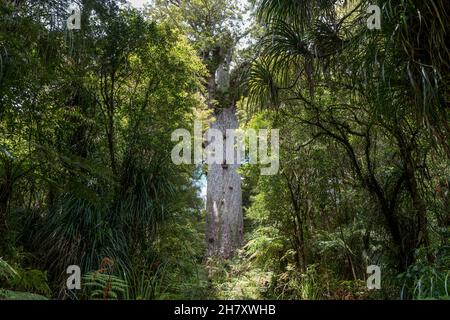 Gigantischer Kauri-Baum, der im Waipoua Forest, Northland, Neuseeland, wächst Stockfoto