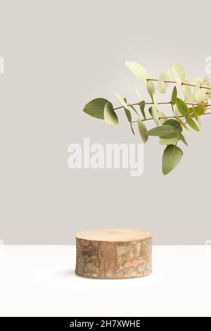 Eine Scheibe Baumstamm Grundform mit Eukalyptuszweigen mit Blättern Stockfoto
