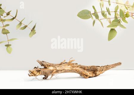 Eine Basis mit Eukalyptuszweigen und Blättern Stockfoto