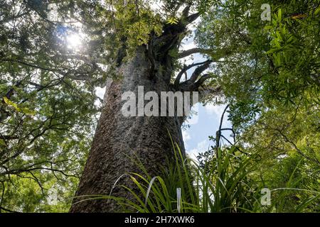 Gigantischer Kauri-Baum, der im Waipoua Forest, Northland, Neuseeland, wächst Stockfoto