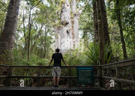Gigantischer Kauri-Baum, der im Waipoua Forest, Northland, Neuseeland, wächst Stockfoto