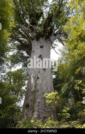 Gigantischer Kauri-Baum, der im Waipoua Forest, Northland, Neuseeland, wächst Stockfoto