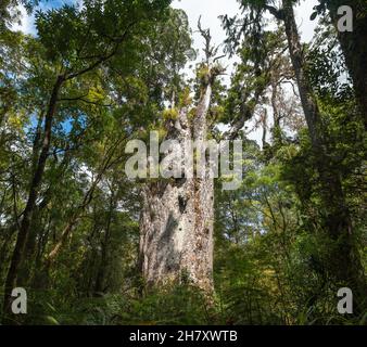 Gigantischer Kauri-Baum, der im Waipoua Forest, Northland, Neuseeland, wächst Stockfoto