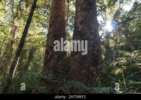 Gigantischer Kauri-Baum, der im Waipoua Forest, Northland, Neuseeland, wächst Stockfoto