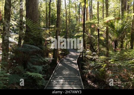Gigantischer Kauri-Baum, der im Waipoua Forest, Northland, Neuseeland, wächst Stockfoto