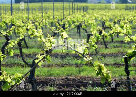 Weinreben, die in den Weinbergen von Rheinland-Pfalz neue Blätter sprießen. Stockfoto