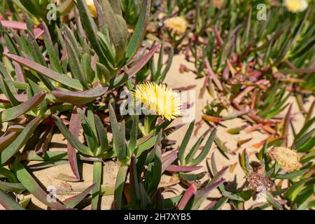 Gelbe Blume Carpobrotus Edulis oder Hottentot-Feige in Neuseeland Stockfoto