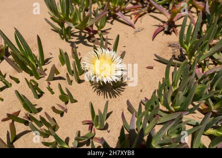 Gelbe Blume Carpobrotus Edulis oder Hottentot-Feige in Neuseeland Stockfoto