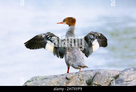 Weibliche Gänsehaut, die Flügel auf einer Klippe ausbreitet. Das Meer im Hintergrund. Mergus merganser. Stockfoto