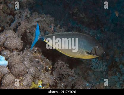 Ein schlanker Einhornfisch (Naso hexacanthus) im Roten Meer, Ägypten Stockfoto