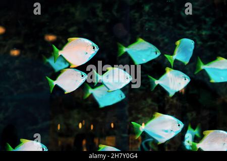 Nahaufnahme von hellen Fischen in dunklen Wassertiefen, exotischen Ozeanfischen, weicher selektiver Fokus, heller unscharfer Hintergrund Stockfoto
