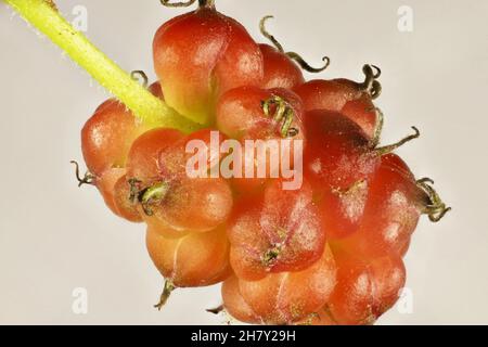 Supermakro-Ansicht des isolierten, reifenden Mulberry (Morus alba) Aggregats auf dem Stamm Stockfoto