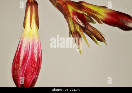 Super-Makro-Ansicht der isolierten Oleander (Nerium Oleander) Knospen Stockfoto