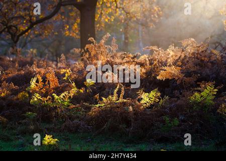 Blick auf Farne und Bracken im frühen Morgenlicht im Richmond Park in Richmond upon Thames, London, beleuchtet von der späten Herbst- bis frühen Wintermorgendsonne Stockfoto