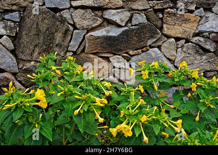 Das Wunder von Peru, vier-Uhr-Blumen (Mirabilis jalapa) Stockfoto