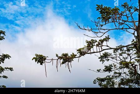 IPE-Baum Niederlassungen in Tiradentes, Minas Gerais, Brasilien Stockfoto