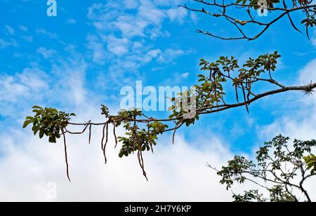 IPE-Baum Niederlassungen in Tiradentes, Minas Gerais, Brasilien Stockfoto