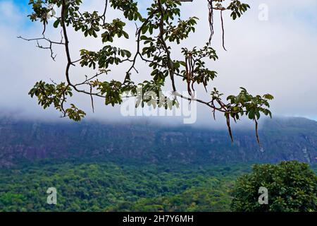 IPE-Baumzweige mit Landschaft im Hintergrund, Tiradentes, Minas Gerais, Brasilien Stockfoto