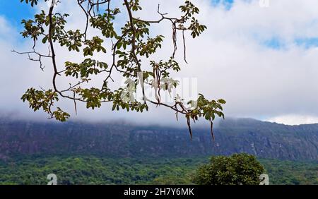 IPE-Baumzweige mit Landschaft im Hintergrund, Tiradentes, Minas Gerais, Brasilien Stockfoto