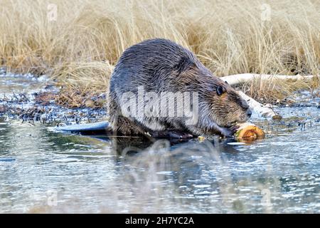 Ein wilder männlicher Biber 'Castor canadensis', der sich von einer Espenrinde ernährt, die im Eis seines Biberteiches eingefroren ist Stockfoto