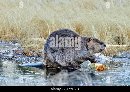 Ein wilder männlicher Biber 'Castor canadensis', der sich von einer Espenrinde ernährt, die im Eis seines Biberteiches eingefroren ist Stockfoto