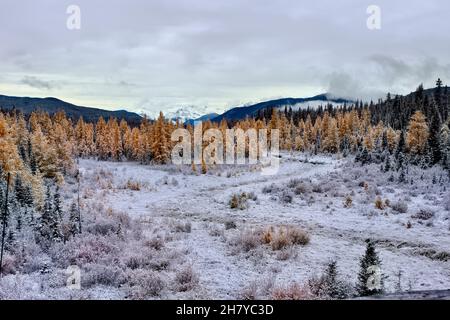 Der erste Schnee des Herbstes krönt die Lärchen im Schweitzer Park auf dem Highway 40 nördlich am Fuße der felsigen Berge im ländlichen Alberta Canada. Stockfoto