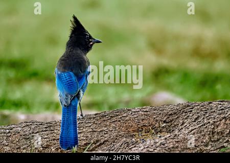 Eine Rückansicht eines Steller's Jay 'Cyanocitta stelleri', der auf einer Baumwurzel im ländlichen Alberta, Kanada, thront. Stockfoto