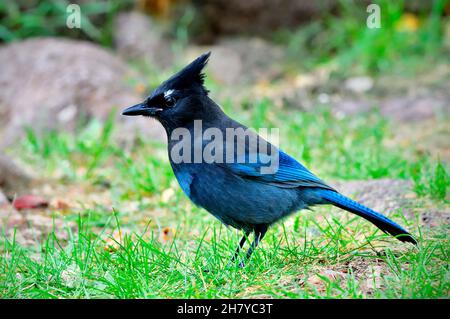 Eine Rückansicht eines Steller's Jay 'Cyanocitta stelleri', der auf einer wilden Wiese im ländlichen Alberta, Kanada, auf der Nahrungssuche war. Stockfoto