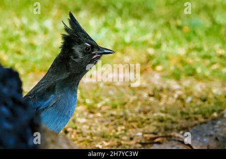 Eine Seitenansicht eines Steller's Jay 'Cyanocitta stelleri', der hinter einer Baumwurzel auftaucht, als er im ländlichen Alberta, Kanada, Futter findet. Stockfoto