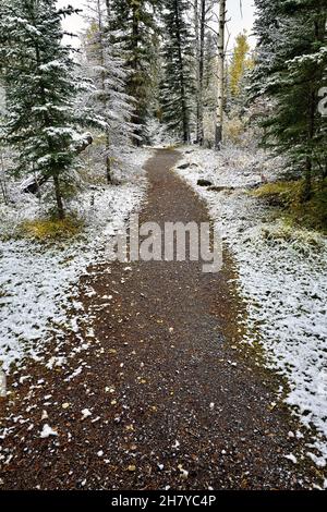 Ein Wanderweg durch ein Waldgebiet im Schweitzer Park im ländlichen Alberta, Kanada Stockfoto