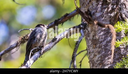 Grauer Eichelhäher im verschwommenen Hintergrund beim Brunch eines Baumes. Stockfoto