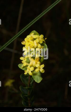 Die meisten Reisblumen sind weiß - und kurz. Dies ist die einzige gelbe Sorte - passend als gelbe Reisblume (Pimelea Flava) bezeichnet. Es ist auch größer. Stockfoto