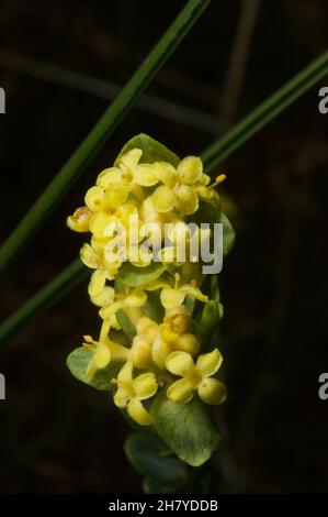 Die meisten Reisblumen sind weiß - und kurz. Dies ist die einzige gelbe Sorte - passend als gelbe Reisblume (Pimelea Flava) bezeichnet. Es ist auch größer. Stockfoto
