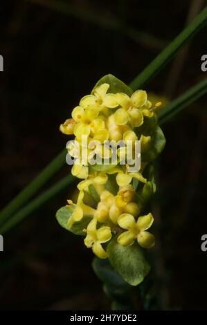 Die meisten Reisblumen sind weiß - und kurz. Dies ist die einzige gelbe Sorte - passend als gelbe Reisblume (Pimelea Flava) bezeichnet. Es ist auch größer. Stockfoto