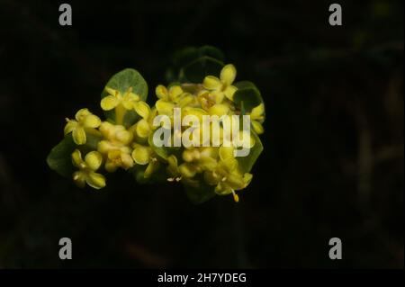 Die meisten Reisblumen sind weiß - und kurz. Dies ist die einzige gelbe Sorte - passend als gelbe Reisblume (Pimelea Flava) bezeichnet. Es ist auch größer. Stockfoto