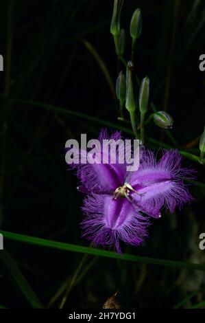 Fransenlillies (Thysanotus tuberosus) sind in den Wäldern Südaustraliens recht häufig, aber immer sehr hübsch. Baluk Willam Reserve. Stockfoto