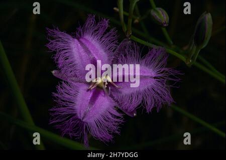 Fransenlillies (Thysanotus tuberosus) sind in den Wäldern Südaustraliens recht häufig, aber immer sehr hübsch. Baluk Willam Reserve. Stockfoto