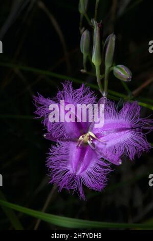 Fransenlillies (Thysanotus tuberosus) sind in den Wäldern Südaustraliens recht häufig, aber immer sehr hübsch. Baluk Willam Reserve. Stockfoto