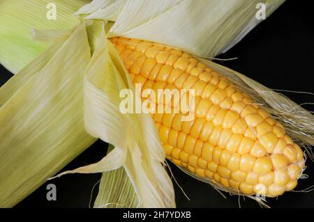 Frisch gepflückt Mais in Schale Stockfoto