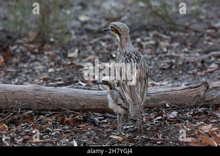 Buschkniemutter (Burhinus grallarius) mit einem Küken. Dryandra Woodland, Wheatbelt Region, Western Australia, Australien Stockfoto